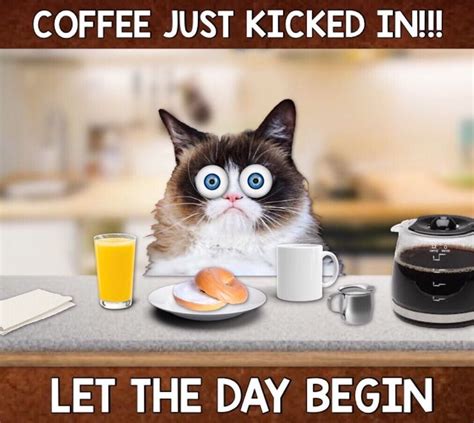 big cat coffee memes|Cats And Coffee GIFs 